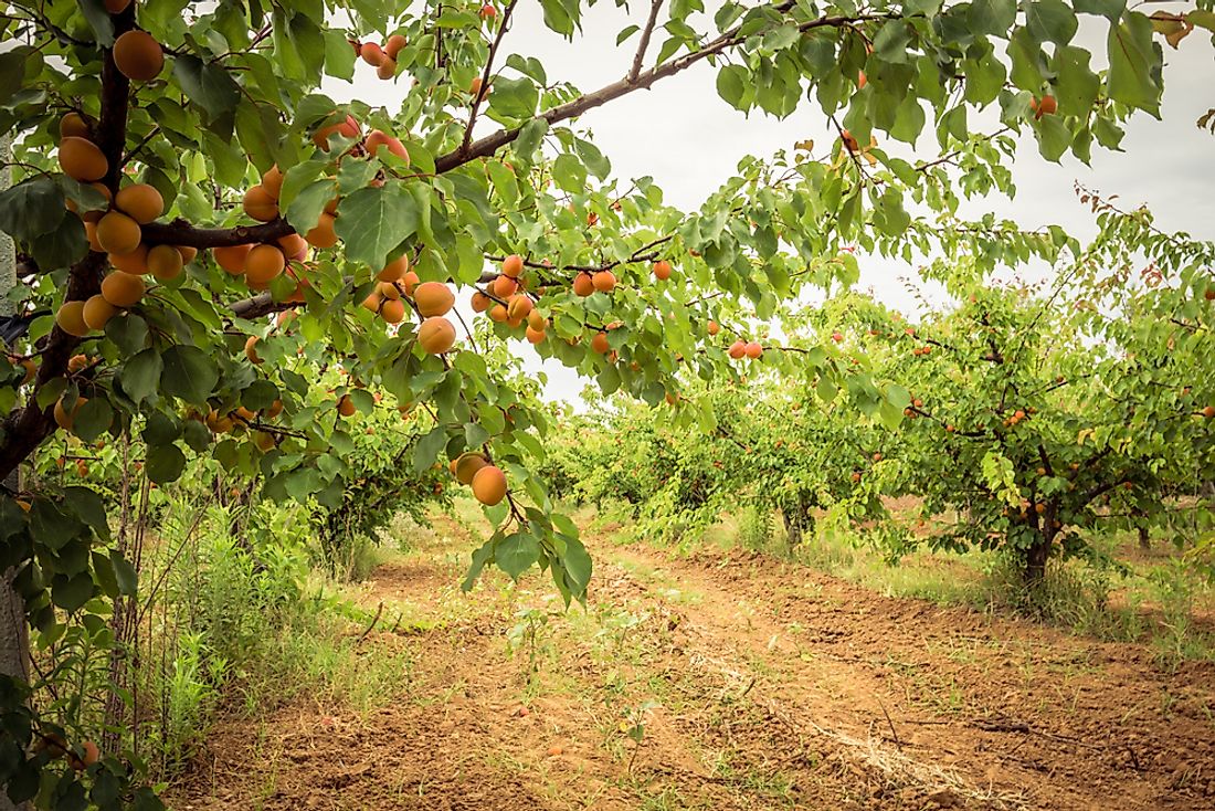 Where Do Apricots Grow? WorldAtlas