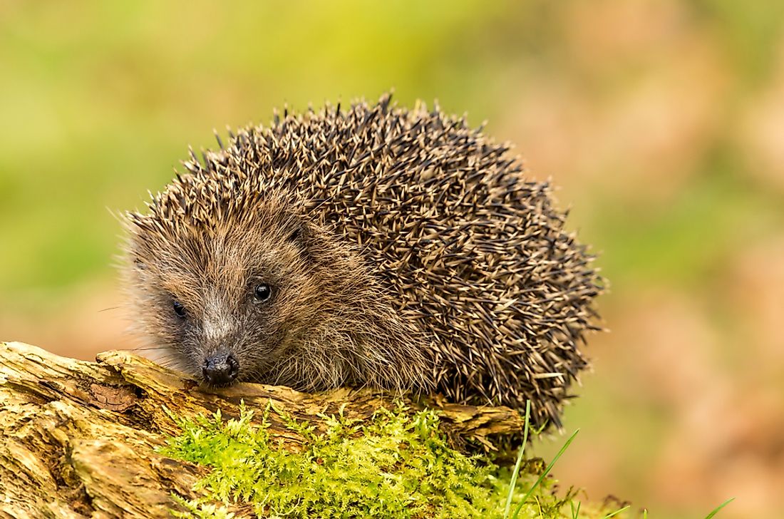 10 Animals Who Hibernate WorldAtlas