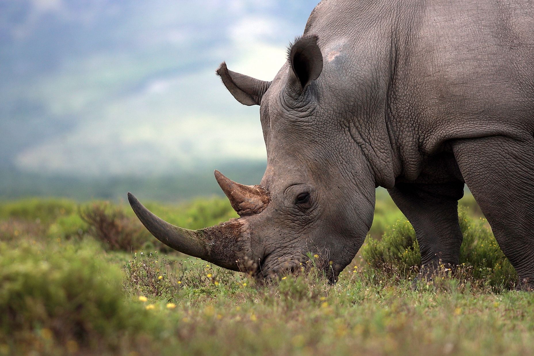 The 5 Species Of Rhinos WorldAtlas