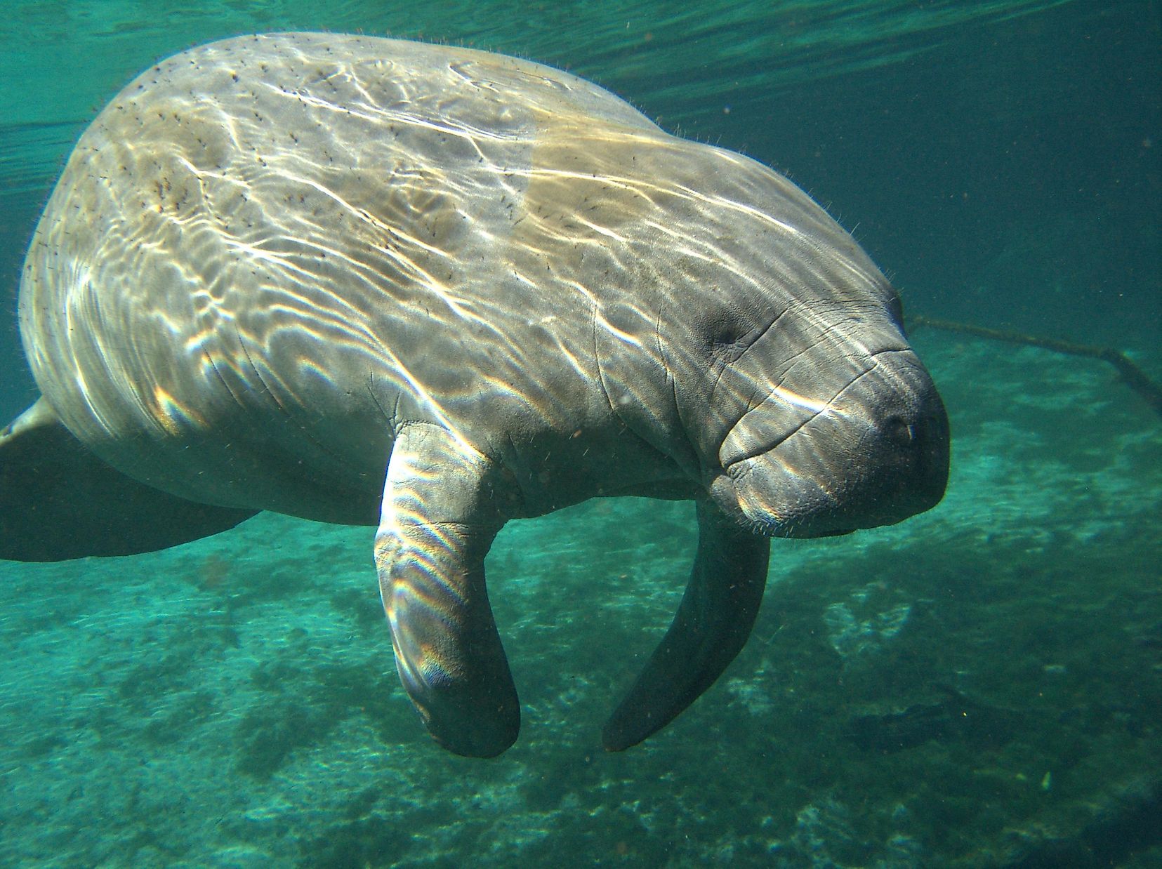 What Is The Physical Characteristics Of A Manatees