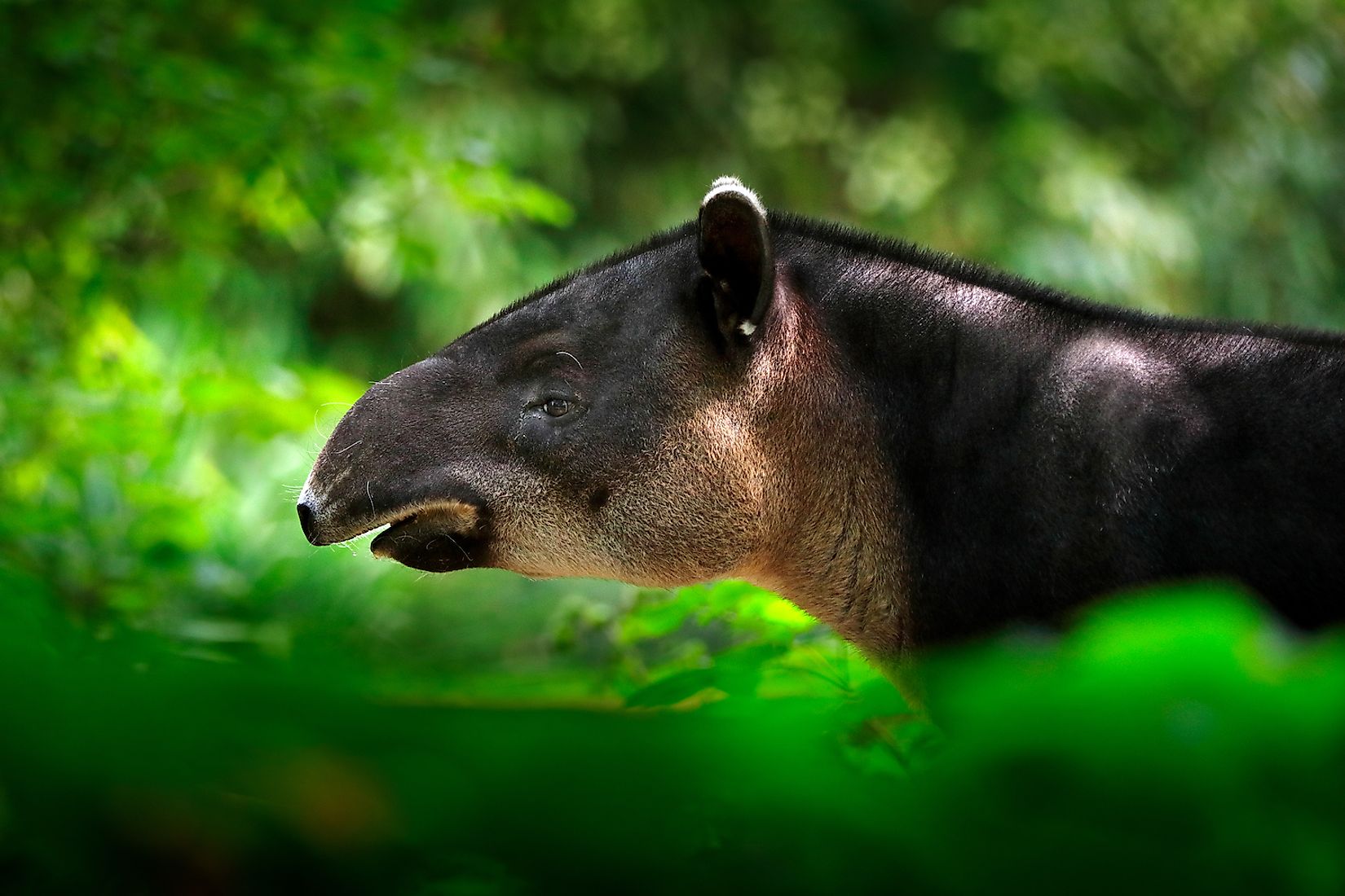 Mexico s Most Threatened Species WorldAtlas