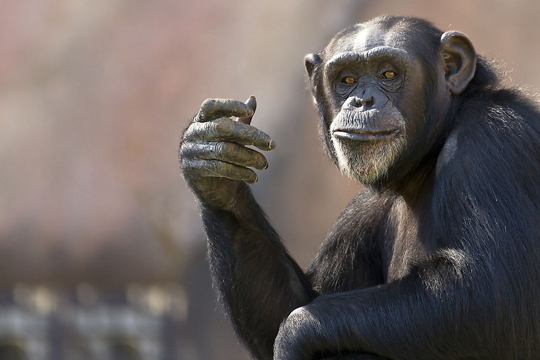 chimpanzee size