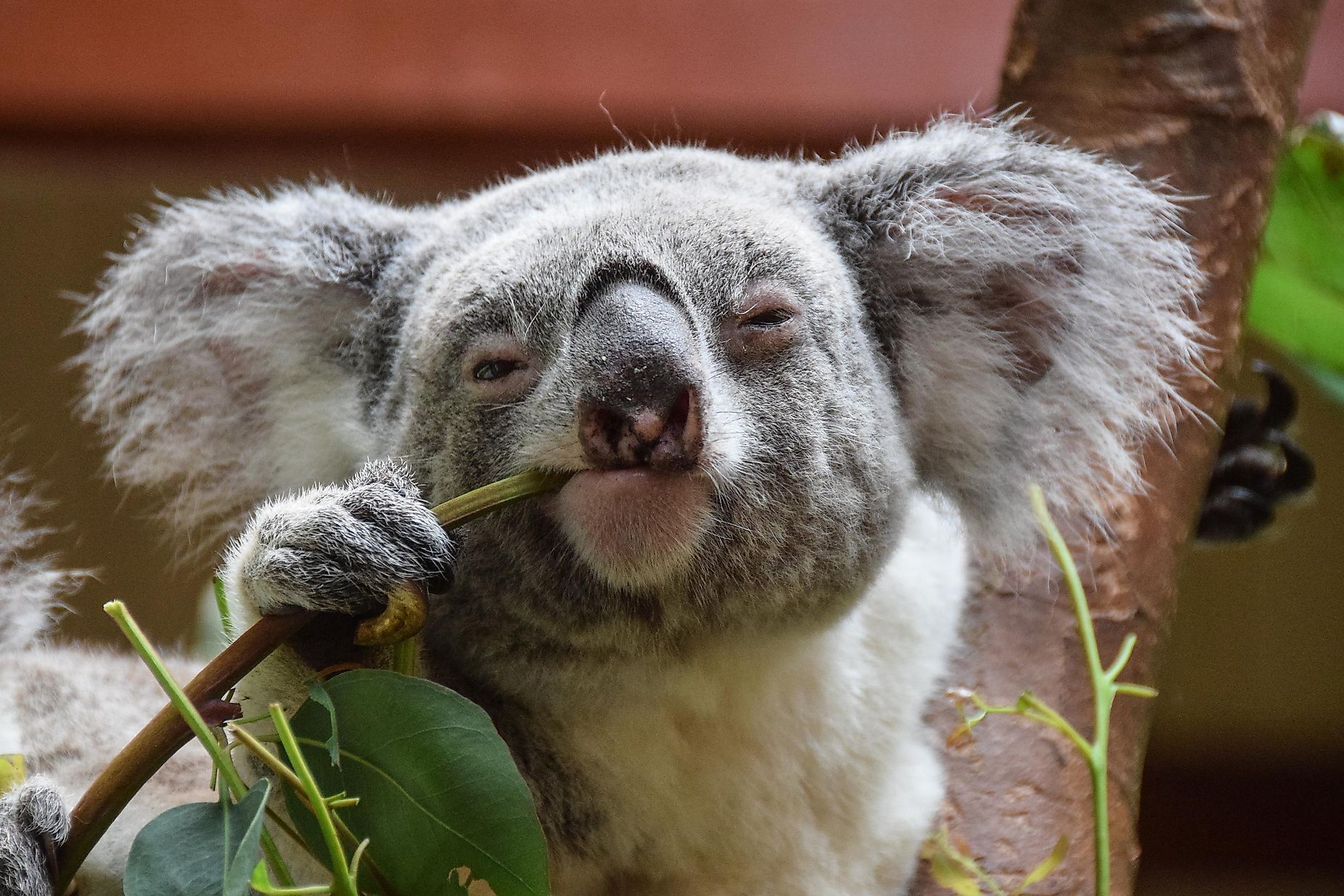 koala wet