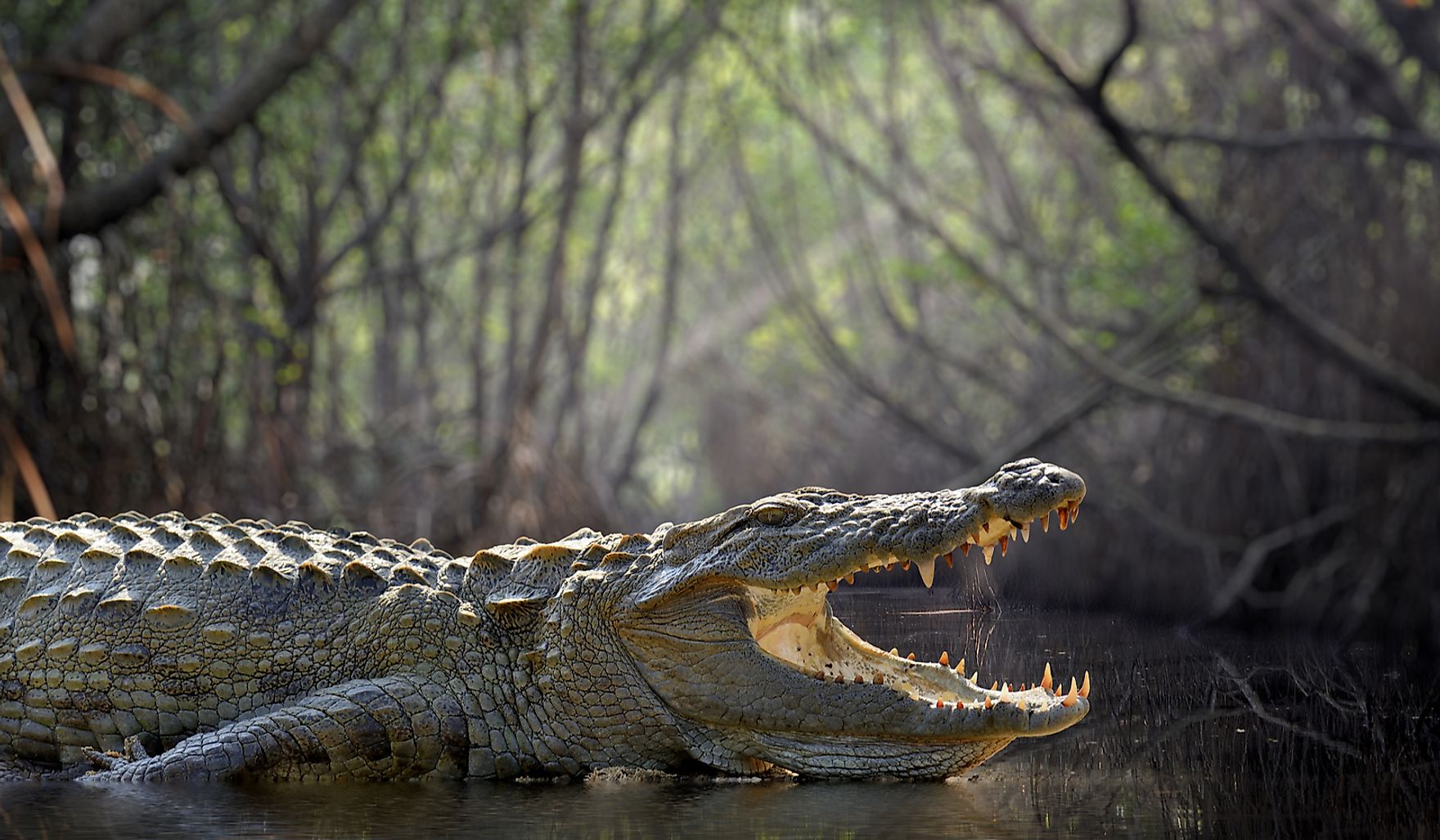 What Is The Difference Between A Crocodile And An Alligator? - WorldAtlas