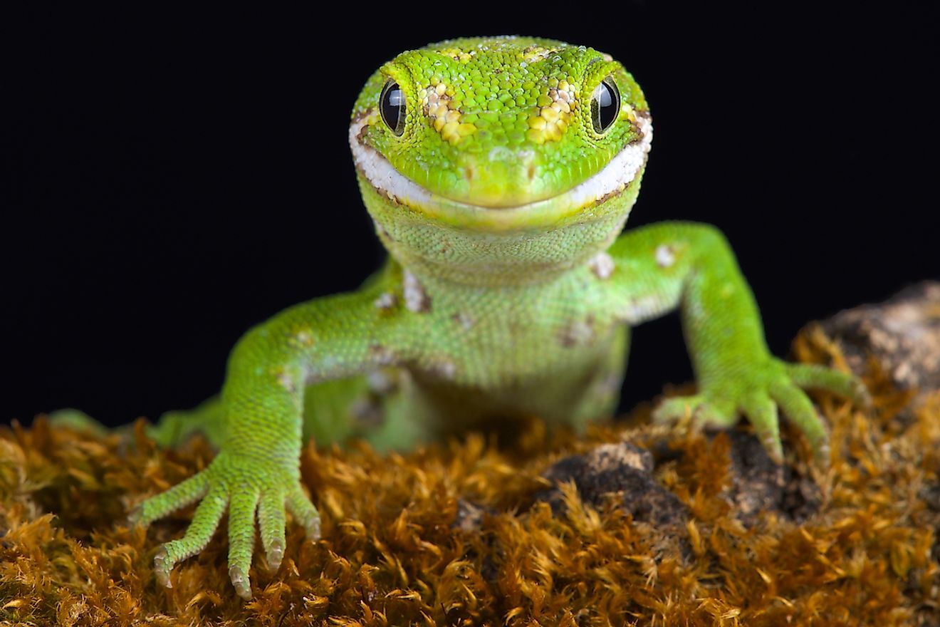 10 Rarest Lizard Species In The World WorldAtlas