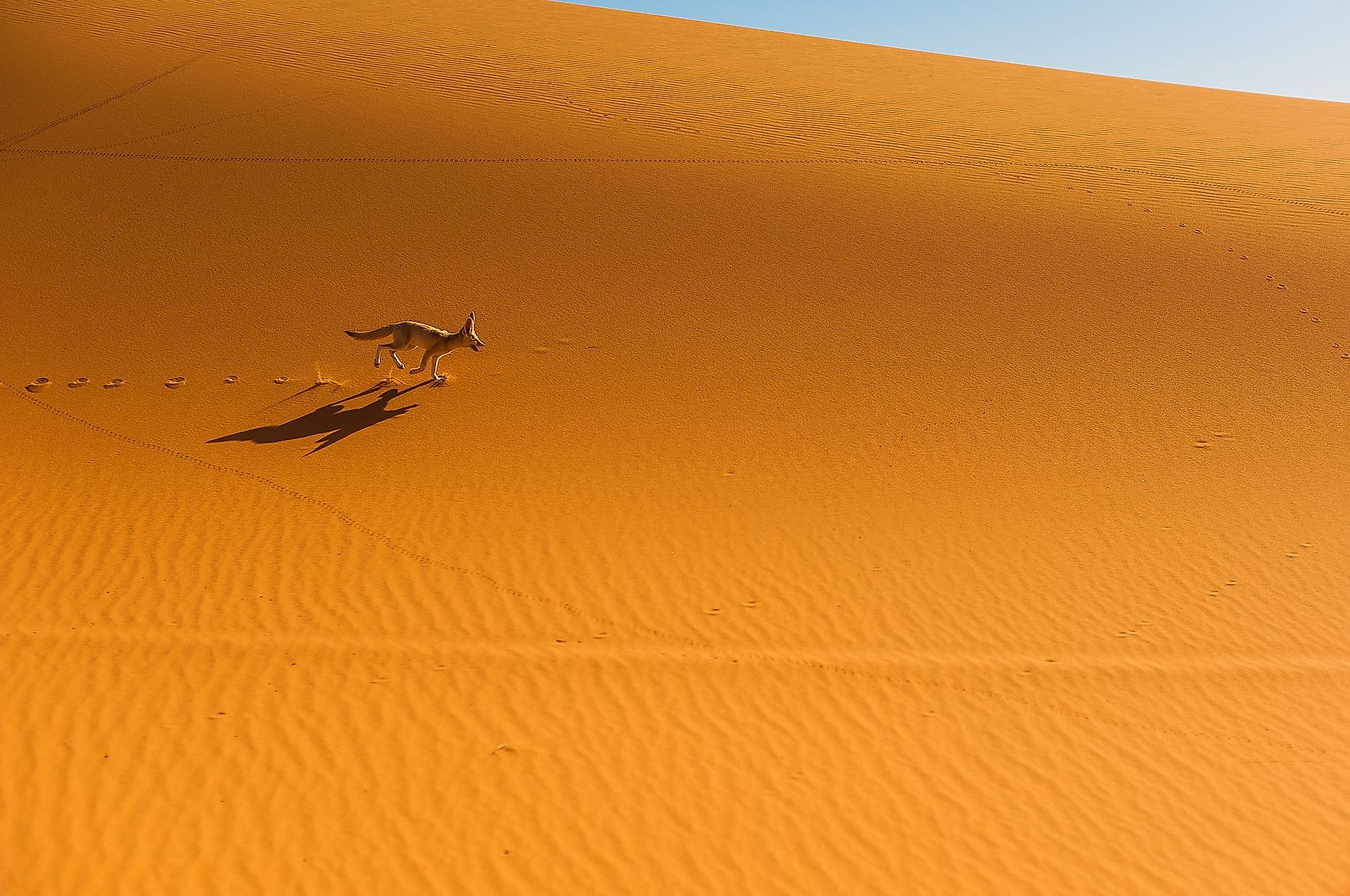 what-animals-live-in-the-sahara-desert-worldatlas