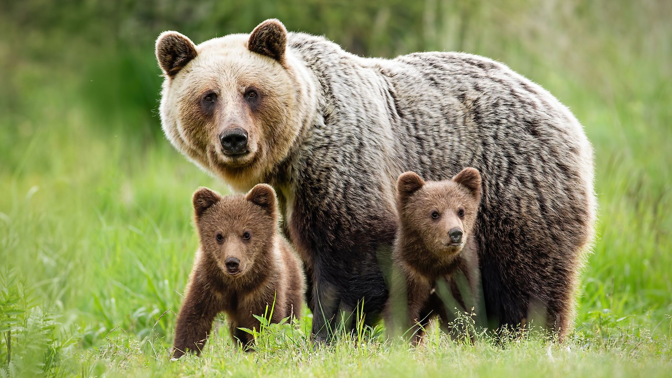 What Animals Live In Europe WorldAtlas