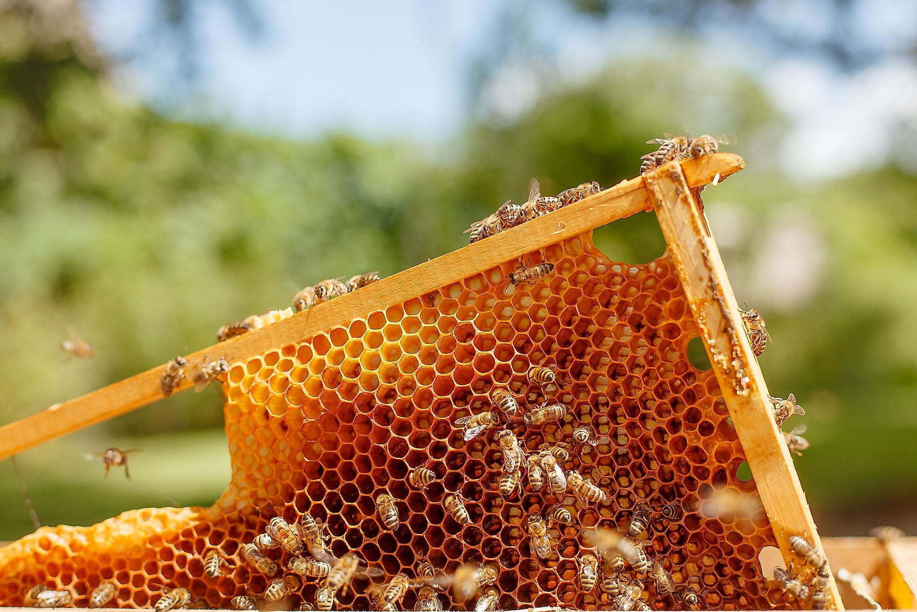 Download How Do Bees Make Honey? - WorldAtlas