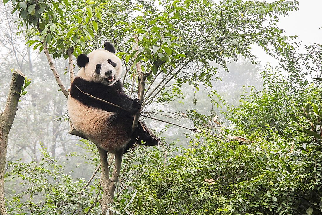 The Population Of Giant Pandas - Important Facts And Figures - WorldAtlas