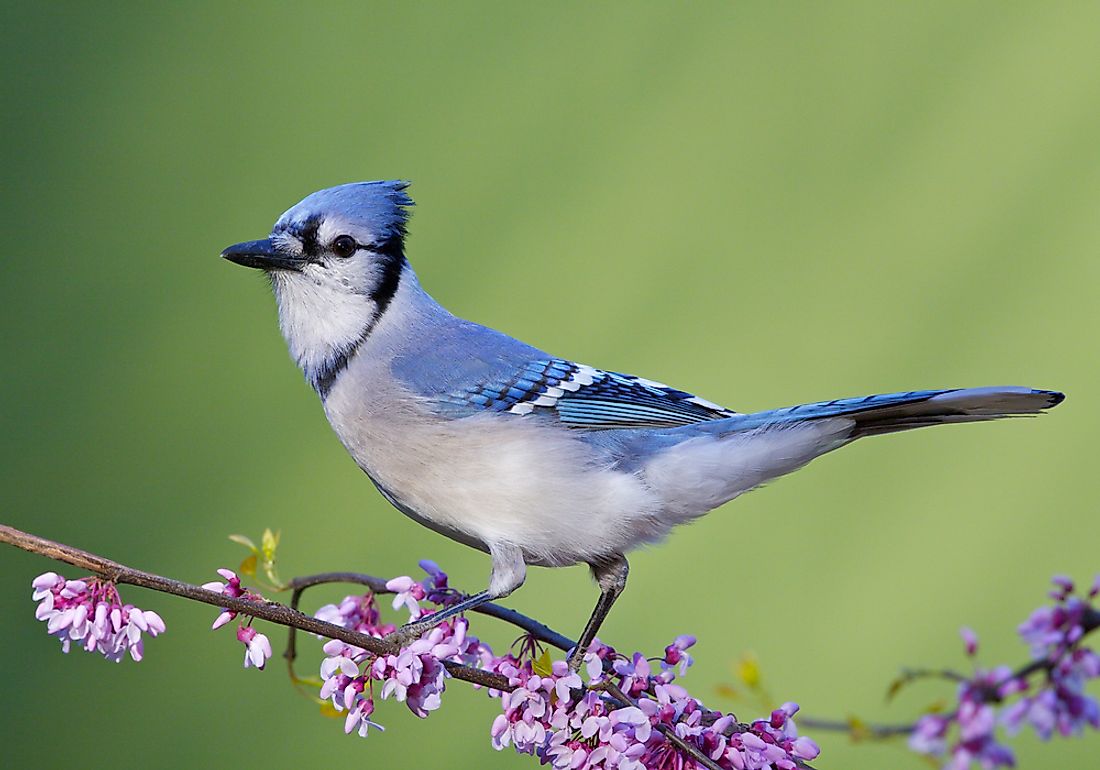 where-do-blue-jays-live-worldatlas