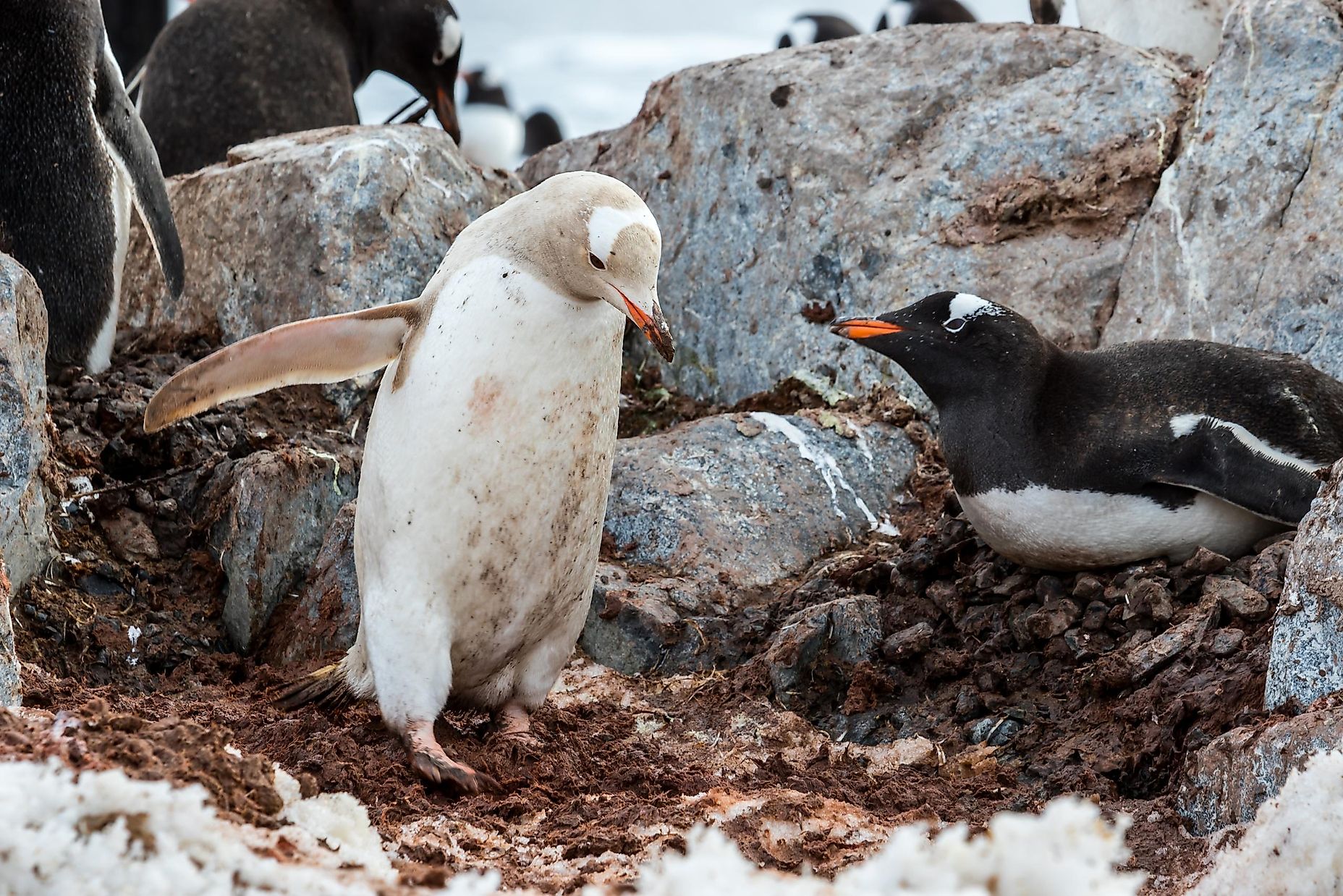 Are There Any Albino Penguins? - WorldAtlas