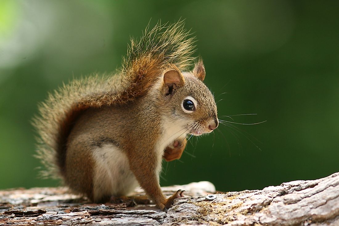 5 Types of North American Squirrels - WorldAtlas