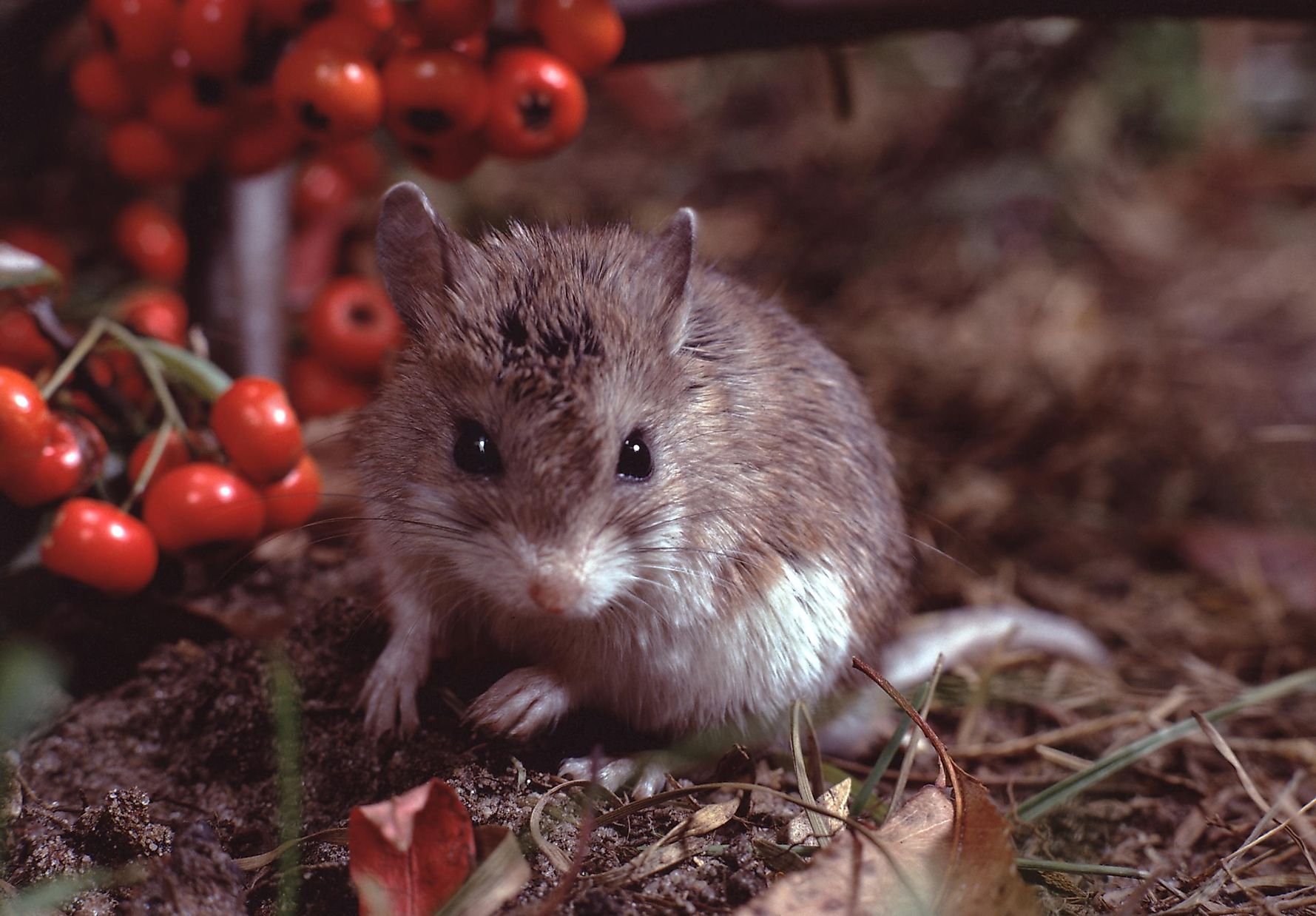 werewolf-mice-are-real-how-this-rodent-got-its-name-worldatlas