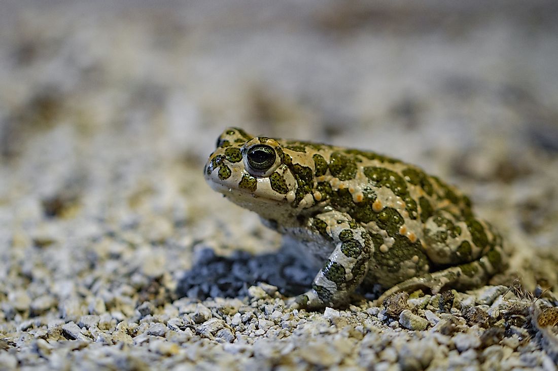 Native Amphibians Of Kazakhstan - WorldAtlas