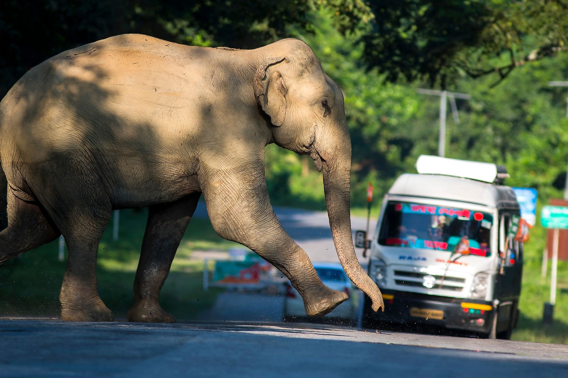 india-needs-safe-highways-to-protect-its-national-heritage-animal-the