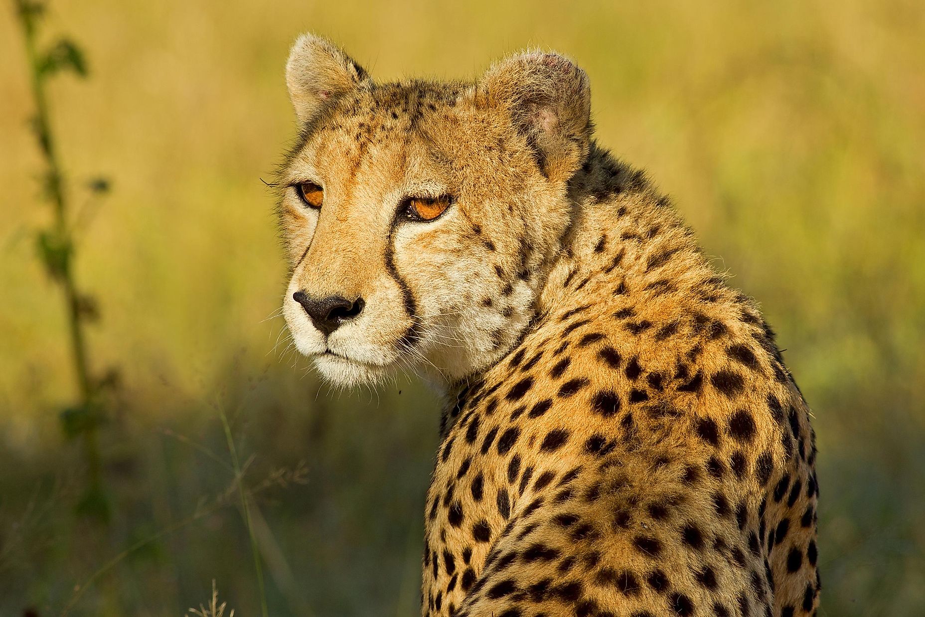 Key Similarities And Differences Between Jaguars And Cheetahs - WorldAtlas