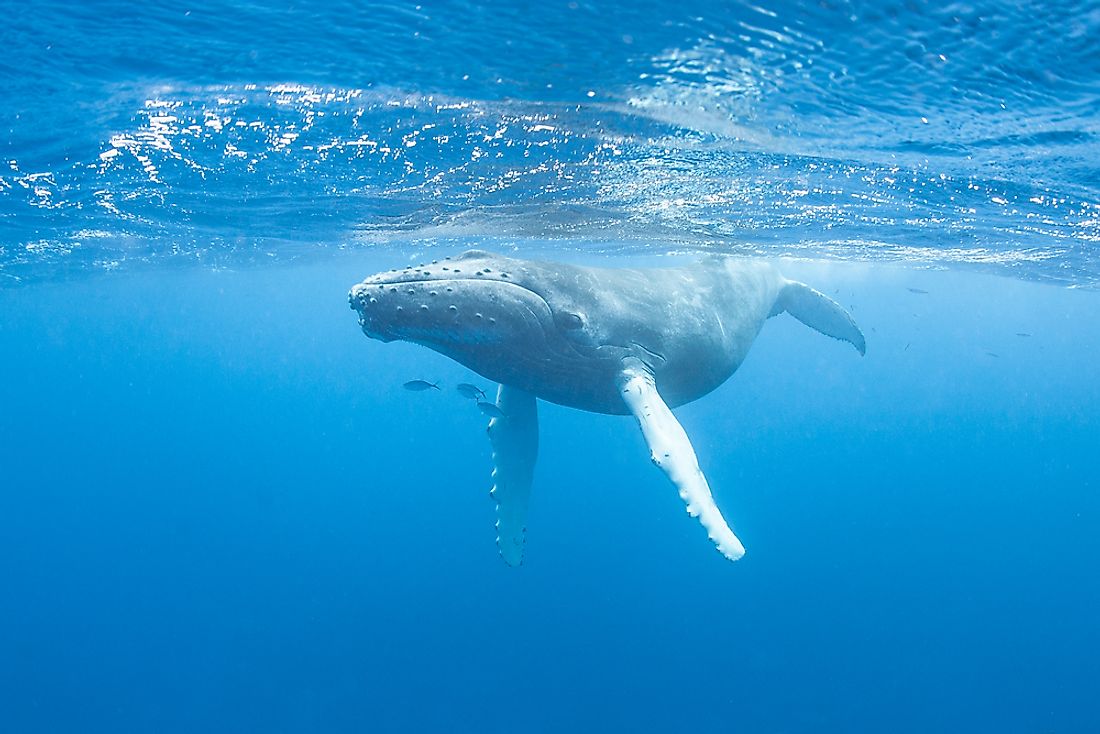 humpback-whale-facts-animals-of-the-oceans-worldatlas