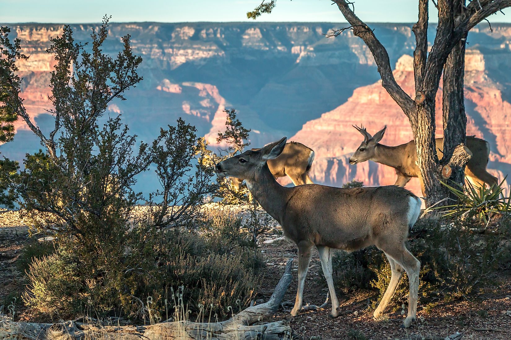 What Animals Live In The Grand Canyon? - WorldAtlas