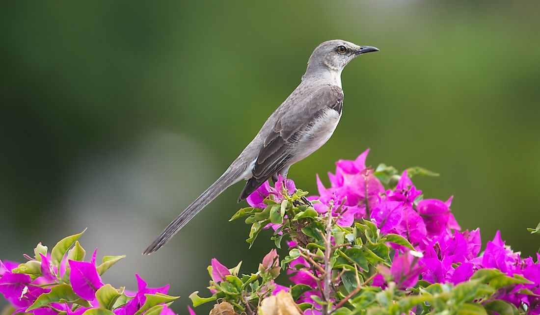 what-is-the-florida-state-bird-worldatlas