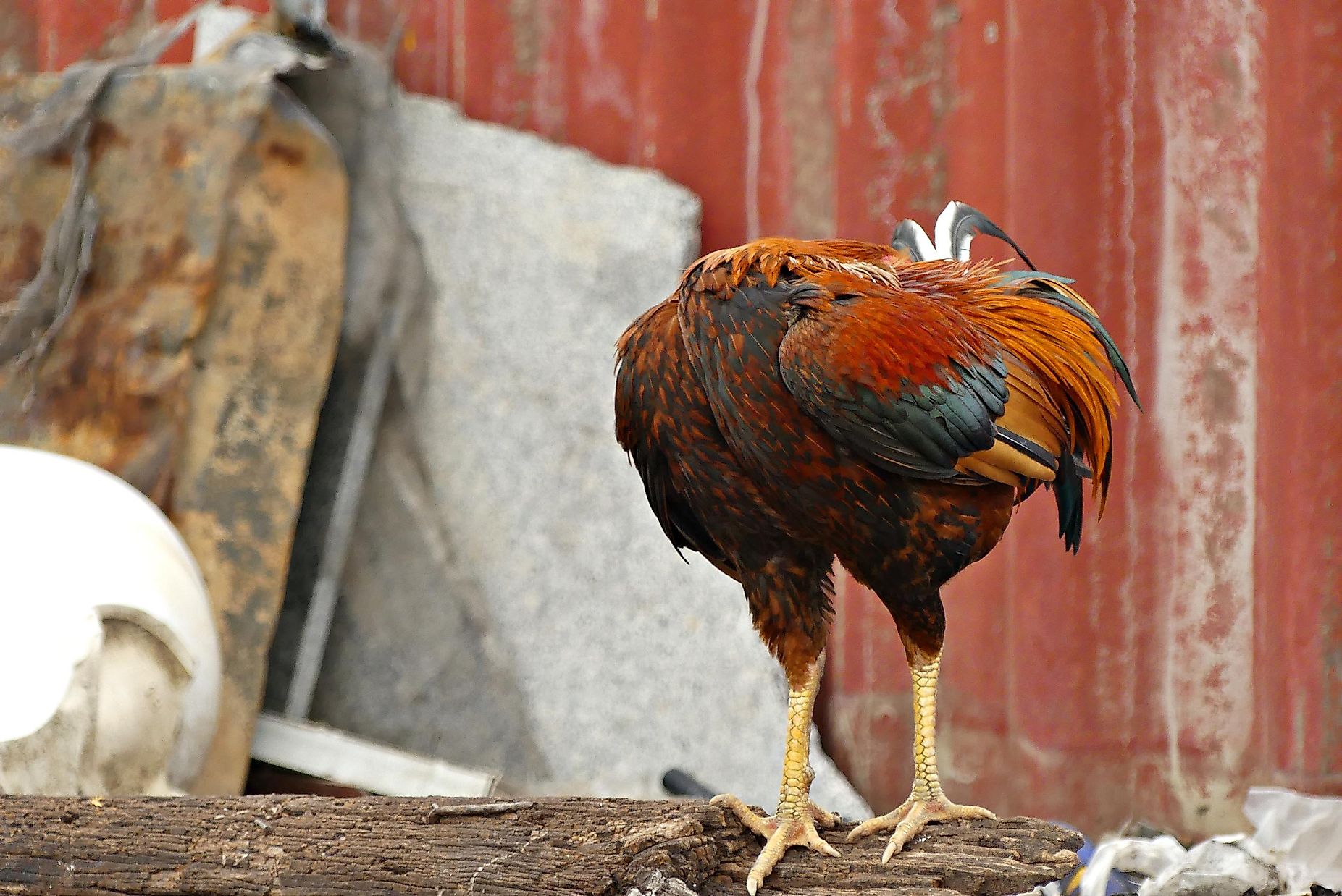 The Outlandish Story Of Mike The Headless Chicken WorldAtlas