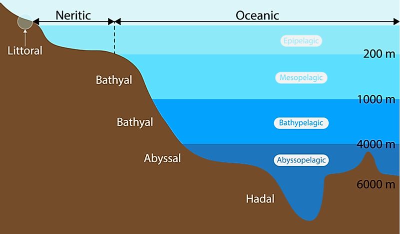 What Type Of Animals Live In The Neritic Zone Of The Ocean? - WorldAtlas