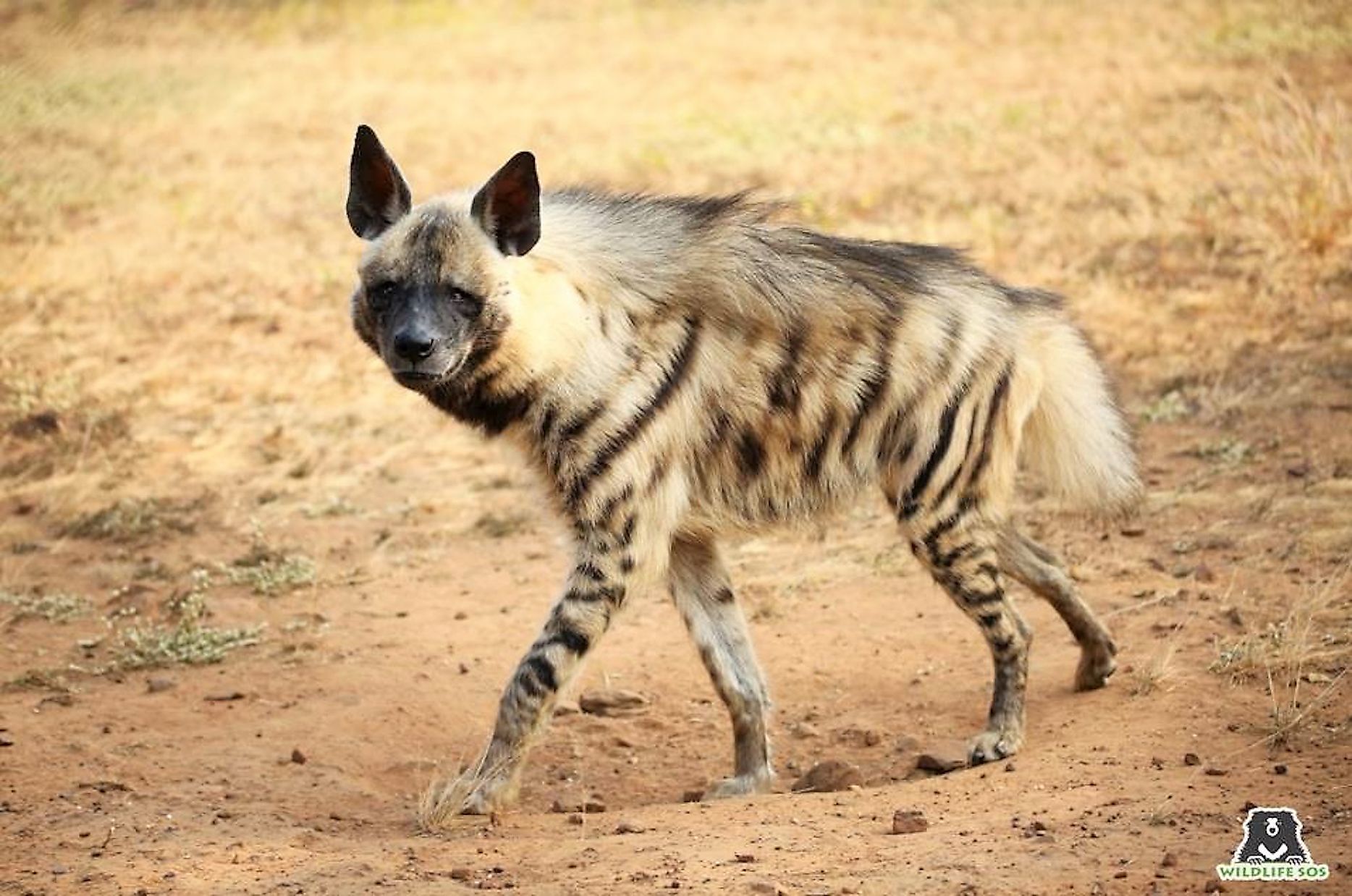 Time To Recognize That Hyenas Are Nice Not Nasty WorldAtlas