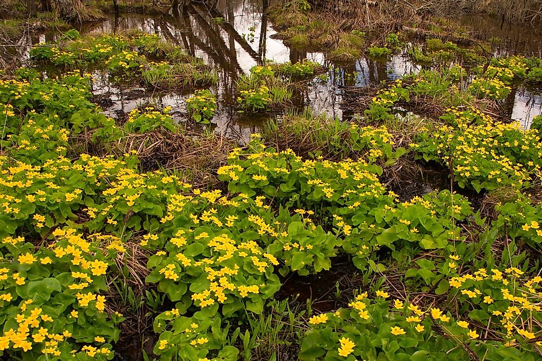 what-is-a-shrub-swamp-worldatlas