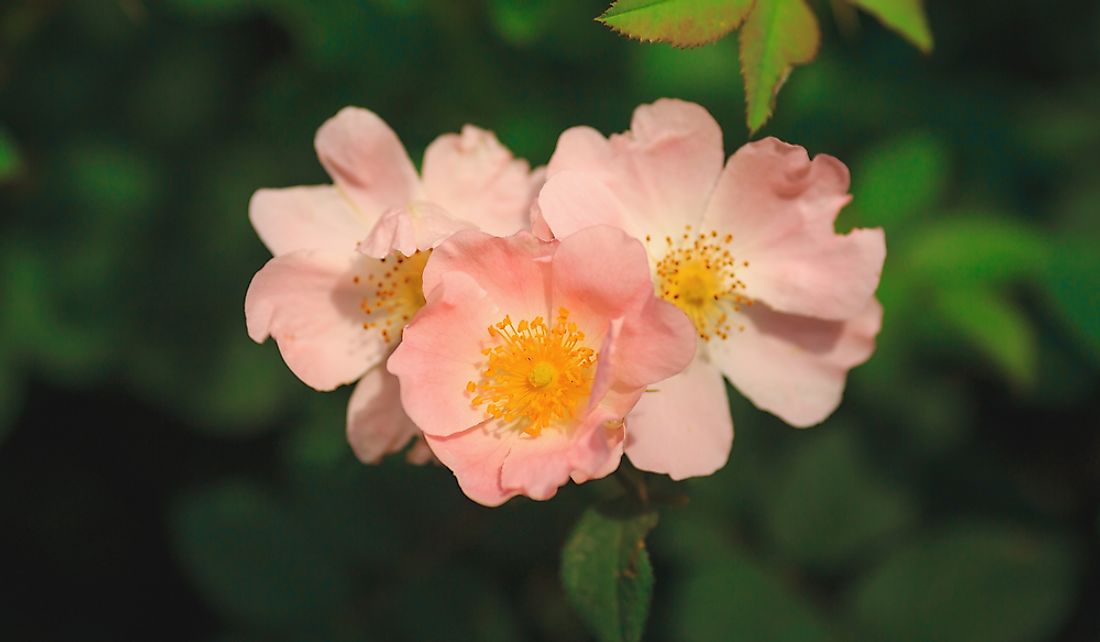 sweetbay-prairie-rose