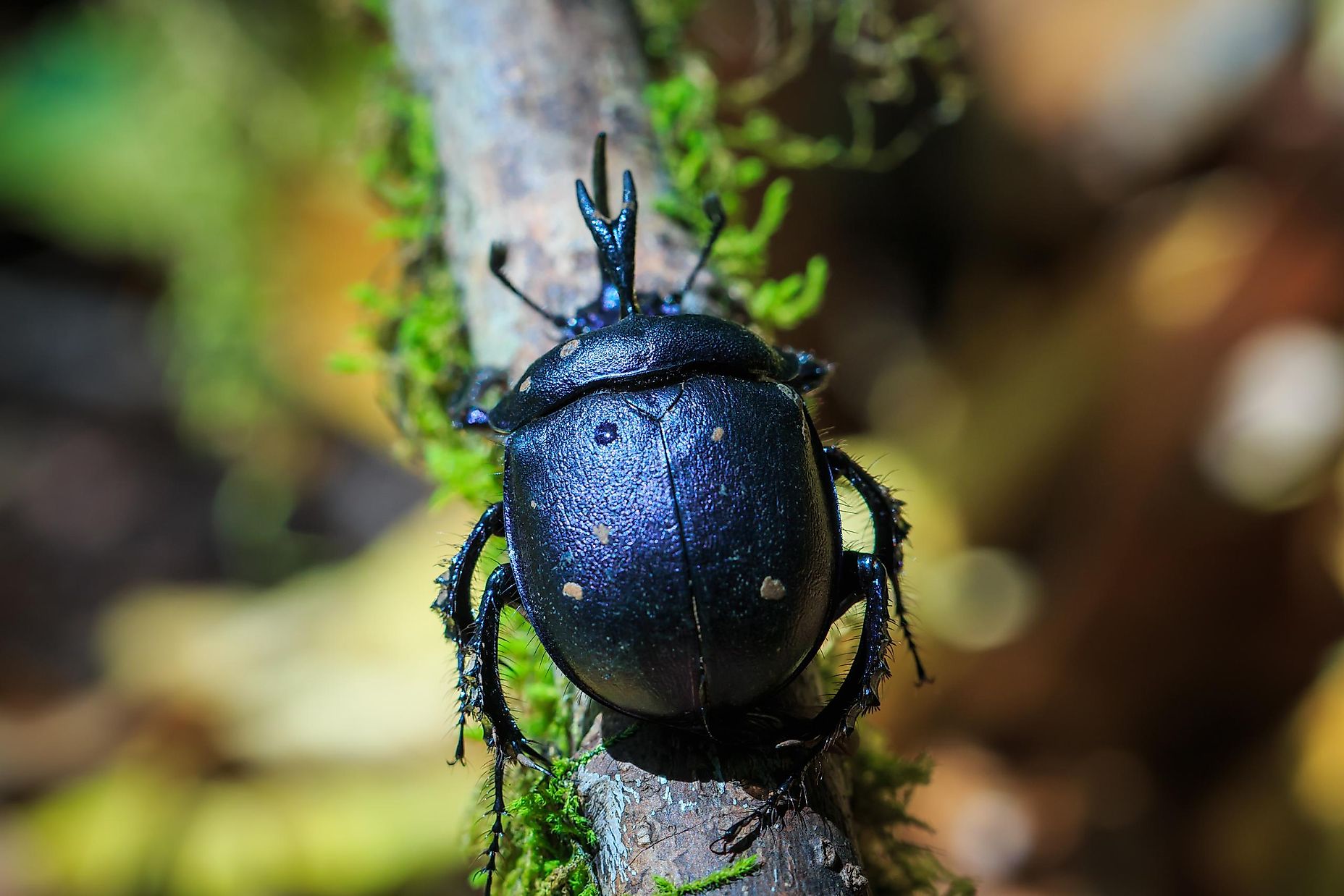 the-strongest-animals-in-the-animal-kingdom-worldatlas