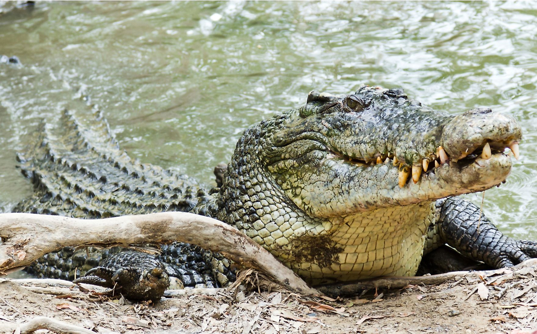 The Largest Reptiles in the World - WorldAtlas