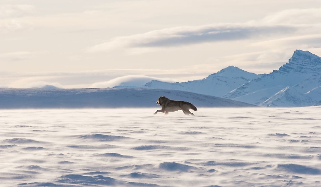 The Largest National Wildlife Refuge Areas In The United States