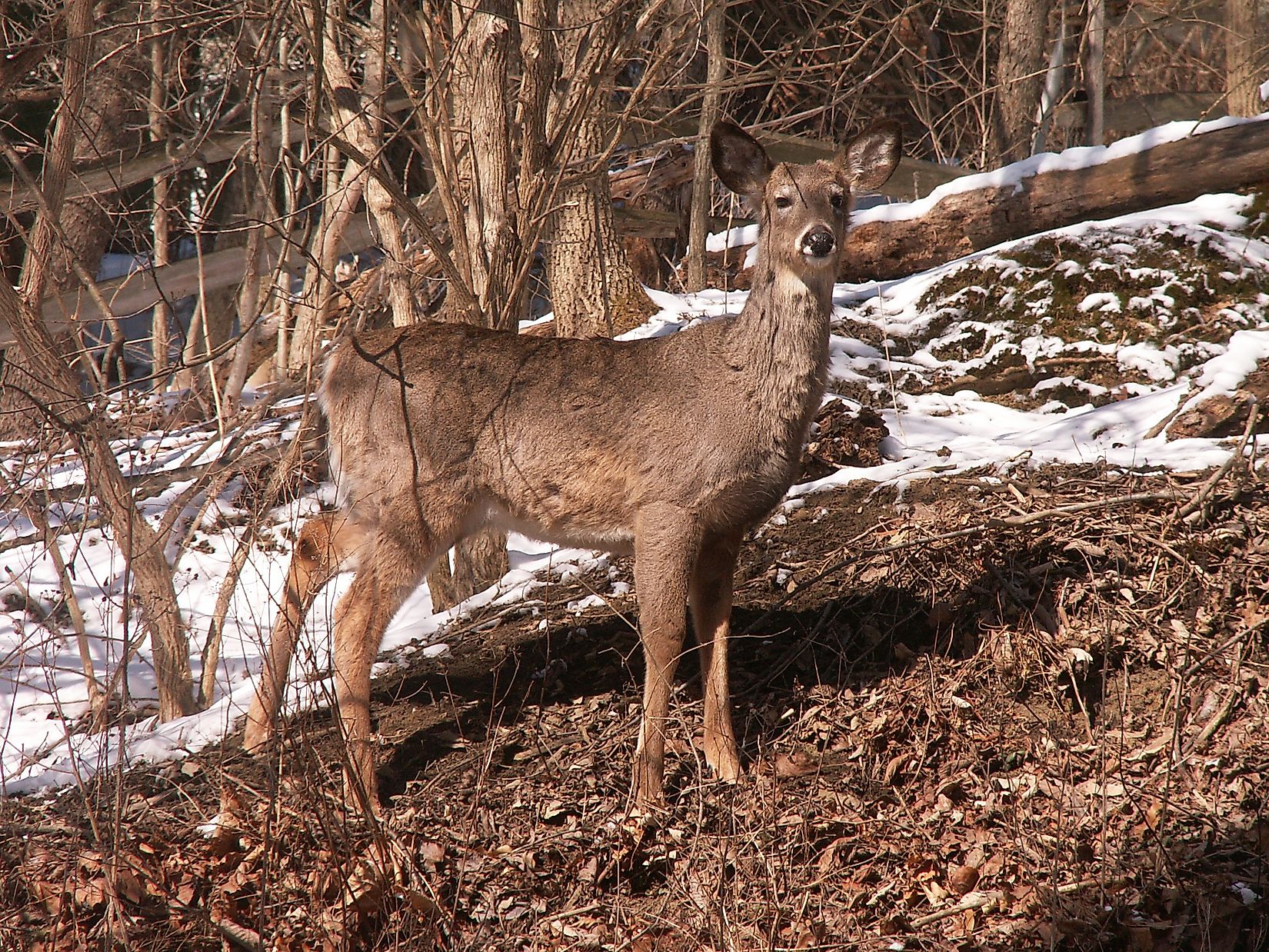 10 Animals Found In Lebanon - WorldAtlas