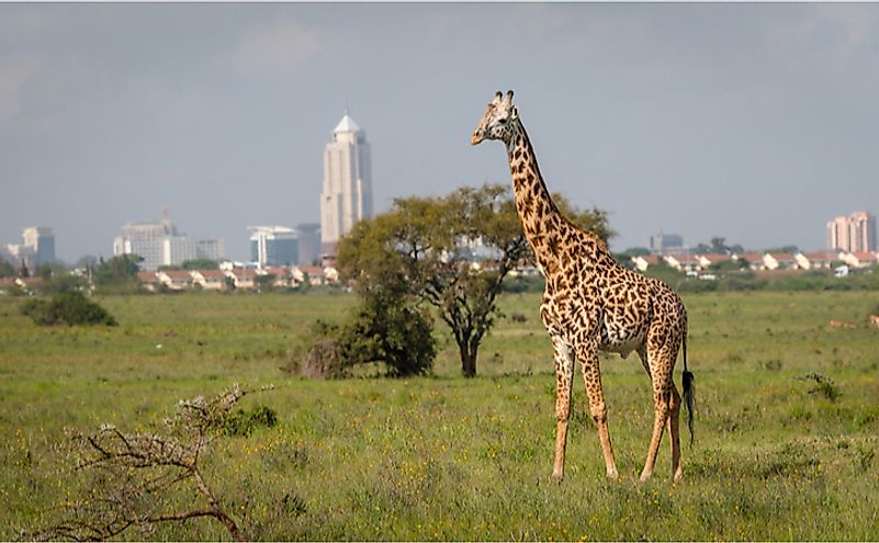 What Is Special About Kenya's Nairobi National Park? - WorldAtlas