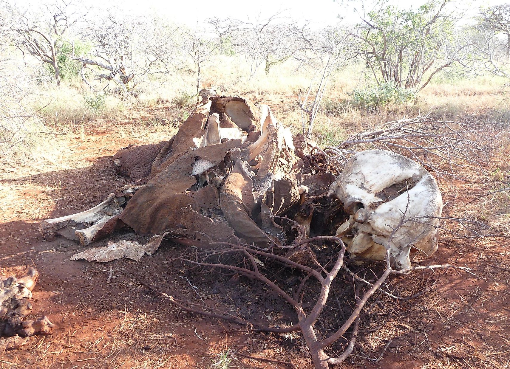 Alarming Rates Of Elephant Poaching In Africa - WorldAtlas