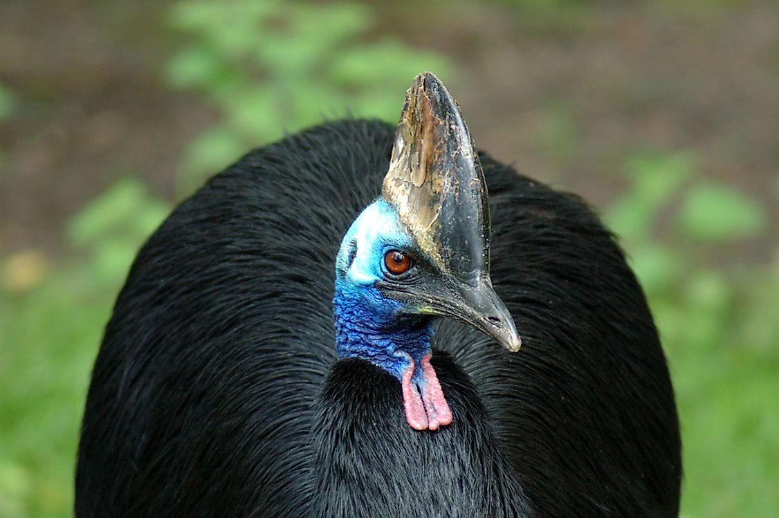 The World S Most Dangerous Bird The Cassowary WorldAtlas   509378608 636c21baf5 B 