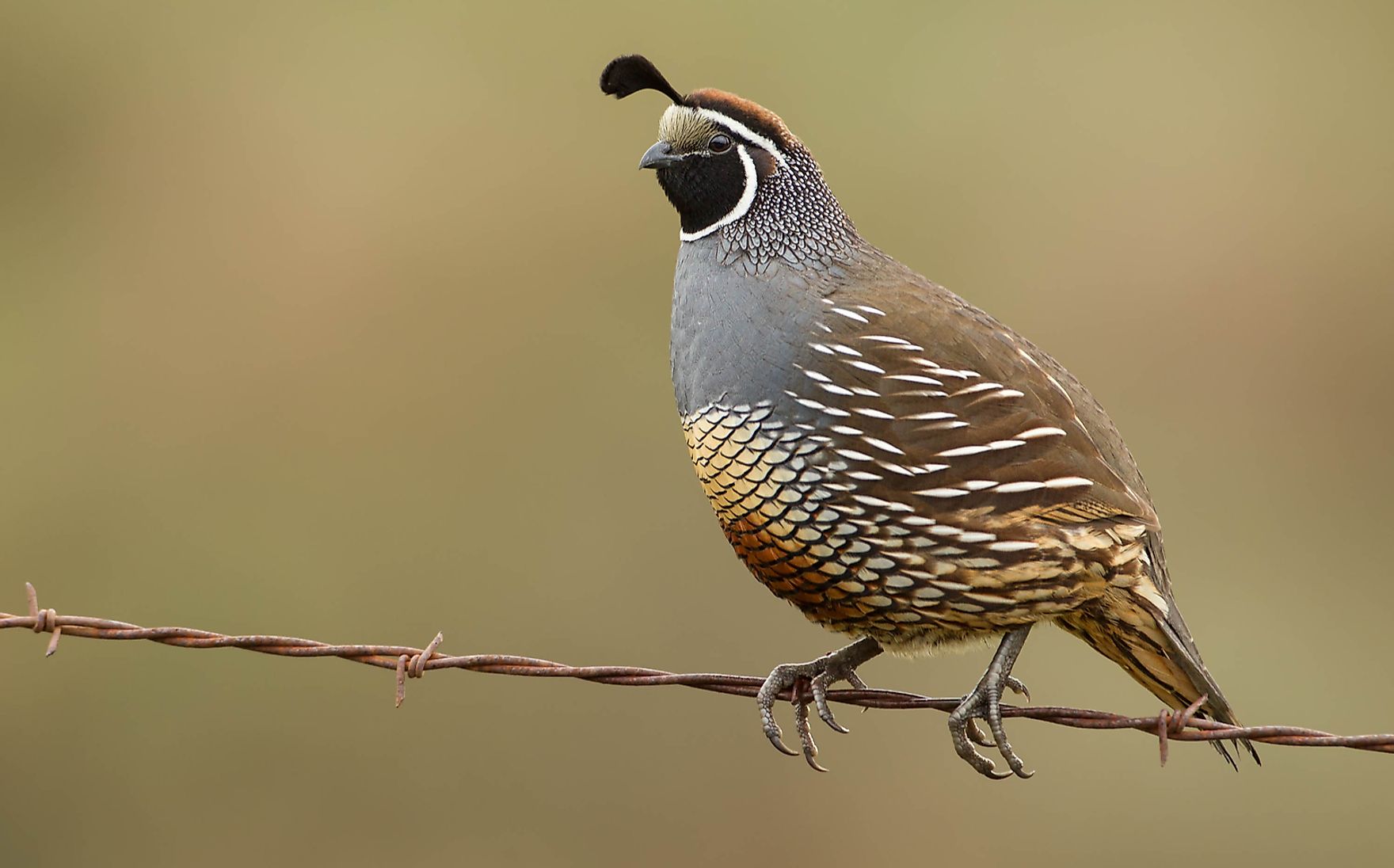 what-animals-live-in-california-worldatlas