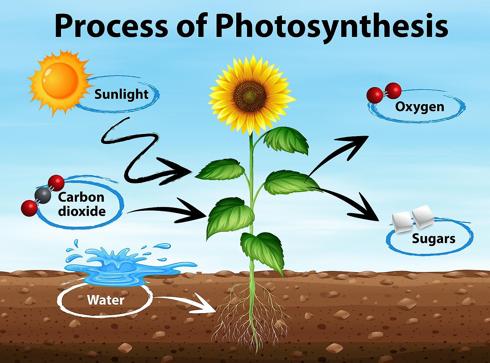 How do plants turn sunlight into energy Idea