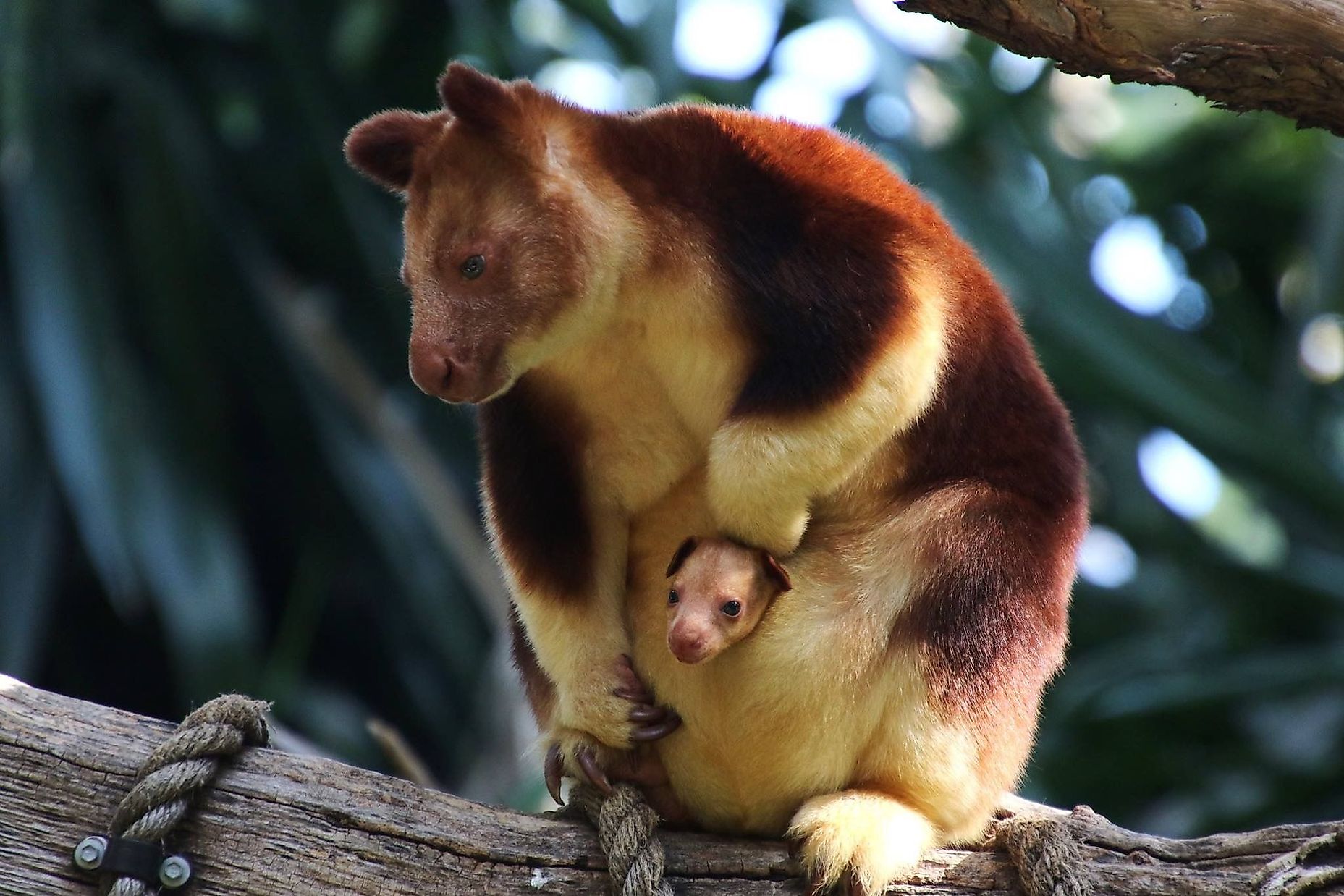 How Have Animals Adapted To Living In The Rainforest