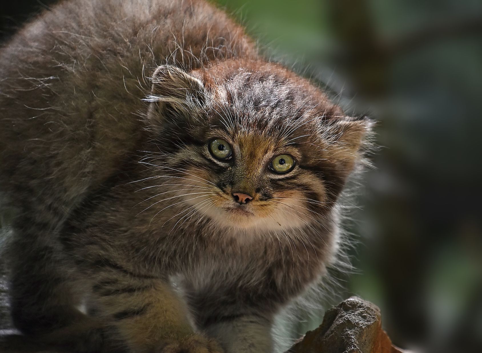 Pallas's Cat  Felidae Conservation Fund