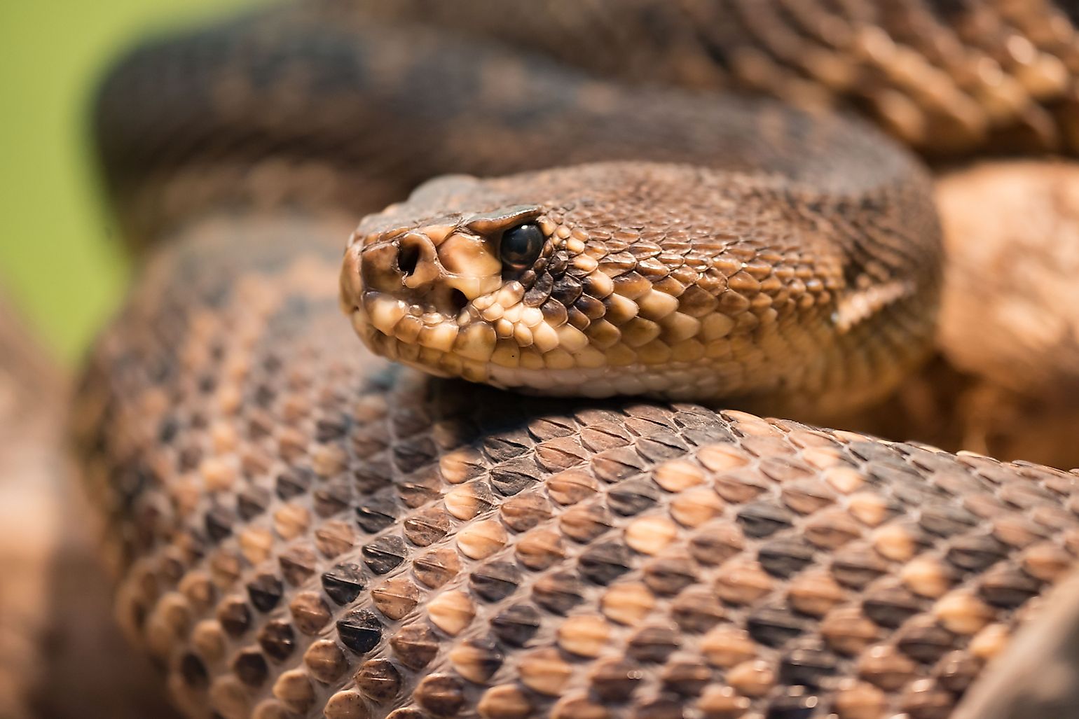 The Most Venomous Snakes Found In The Wild In America WorldAtlas