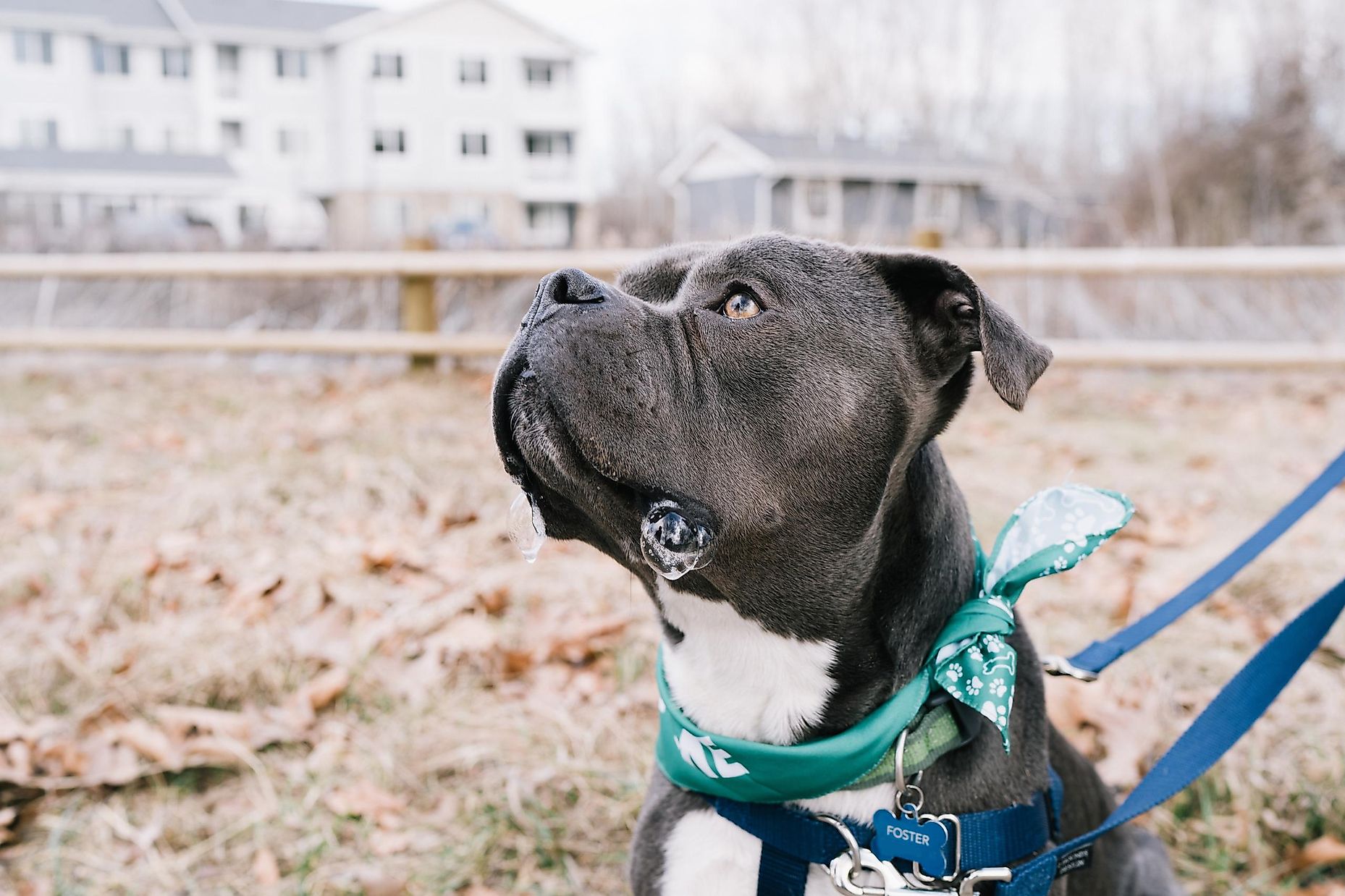 the-most-dangerous-dog-breeds-in-the-us-worldatlas