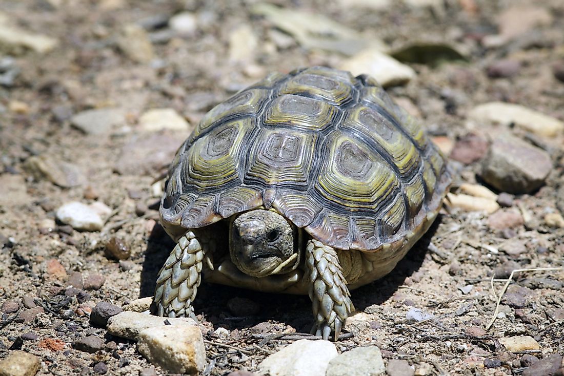 The World's Most Threatened Reptiles - WorldAtlas