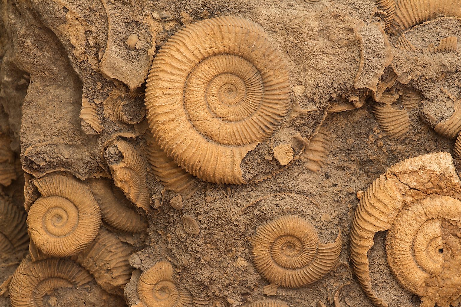 Where Are The Most Fossils Discovered WorldAtlas