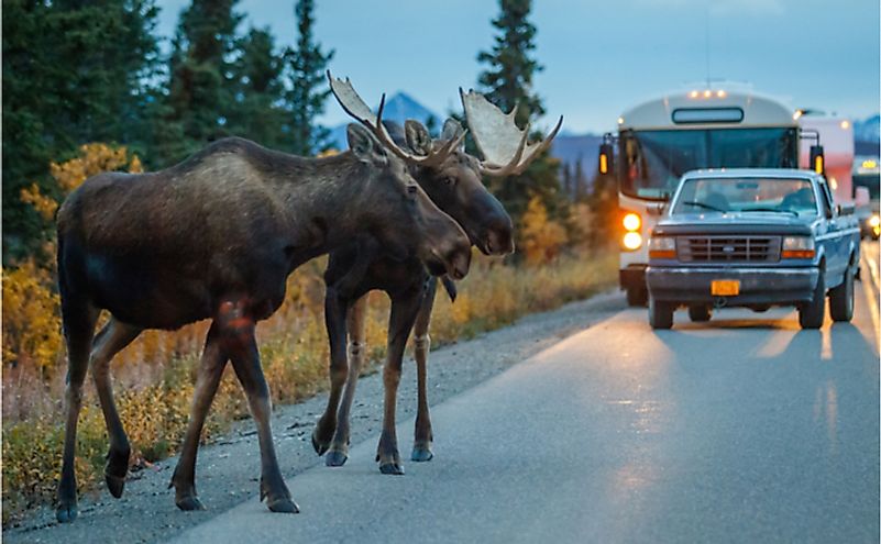 What Is Human-Wildlife Conflict? - WorldAtlas