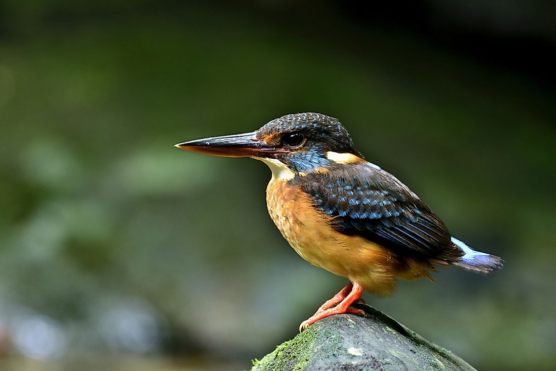 jellycat kingfisher