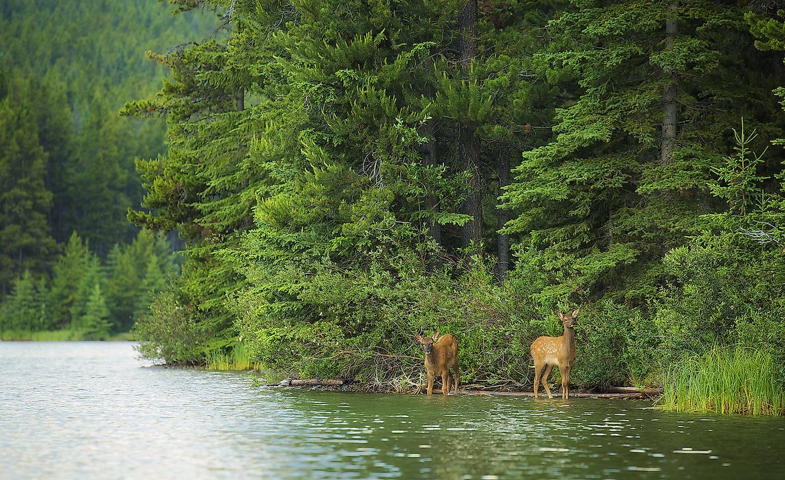 10 Animals That Live In Coniferous Forests WorldAtlas