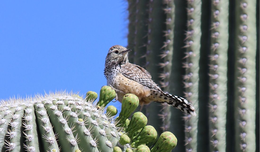 what-is-the-arizona-state-bird-worldatlas