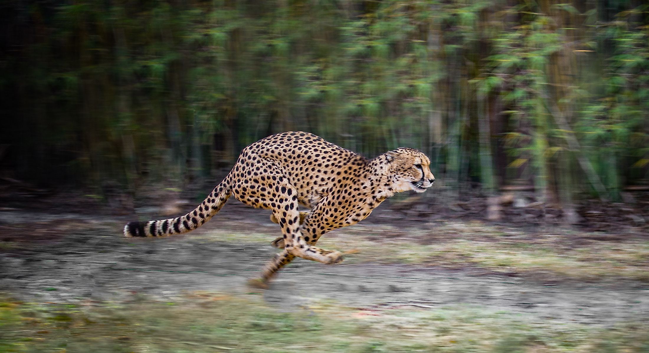 can-a-human-outrun-a-cheetah-worldatlas