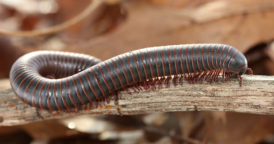 atlantic centipede