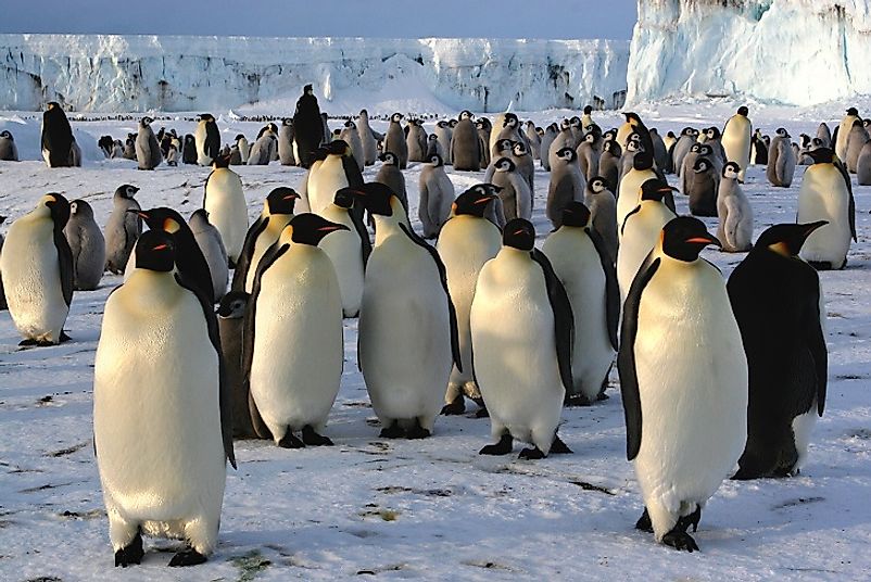 Native Birds Of Antarctica - WorldAtlas